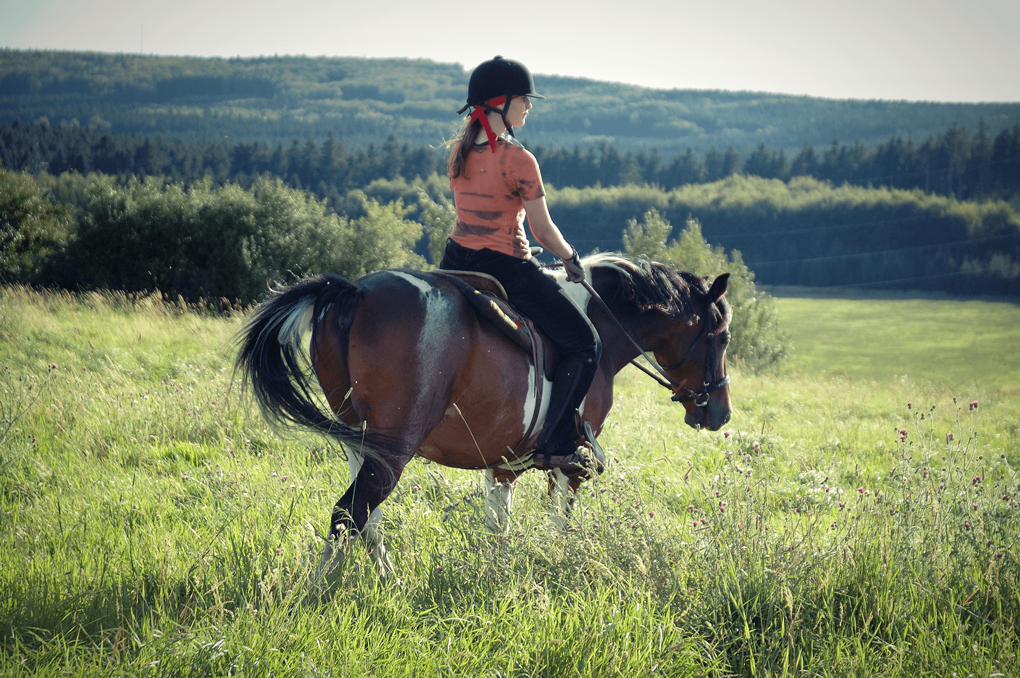 Site en Construction du Poney Club de la vie au Poiré sur vie en Vendée